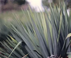 Yucca